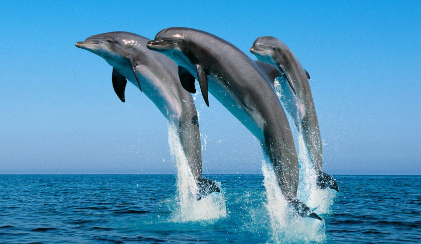 Mnemba Dolphin Tour