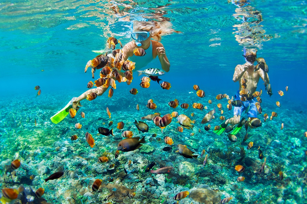 Mnemba Dolphin Tour