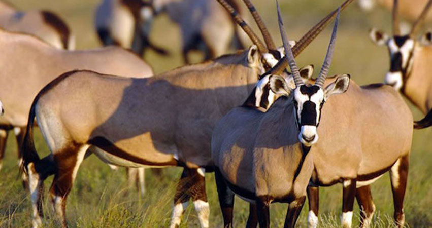 Katavi National Park — Full Day / Multi‑Day