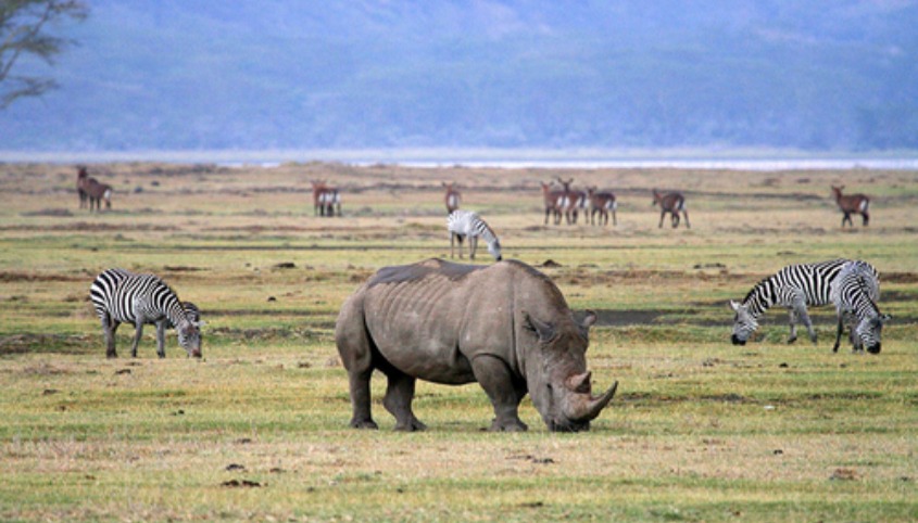 Ngorongoro Crater — Full Day