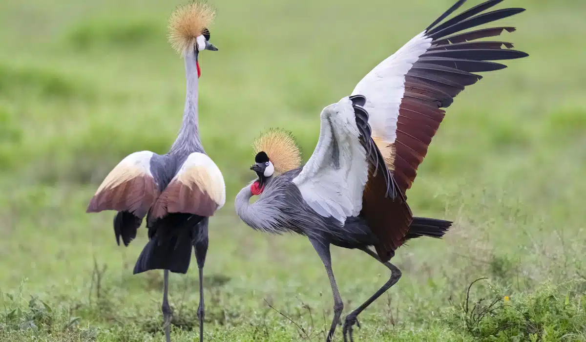 Nyerere National Park — Full Day