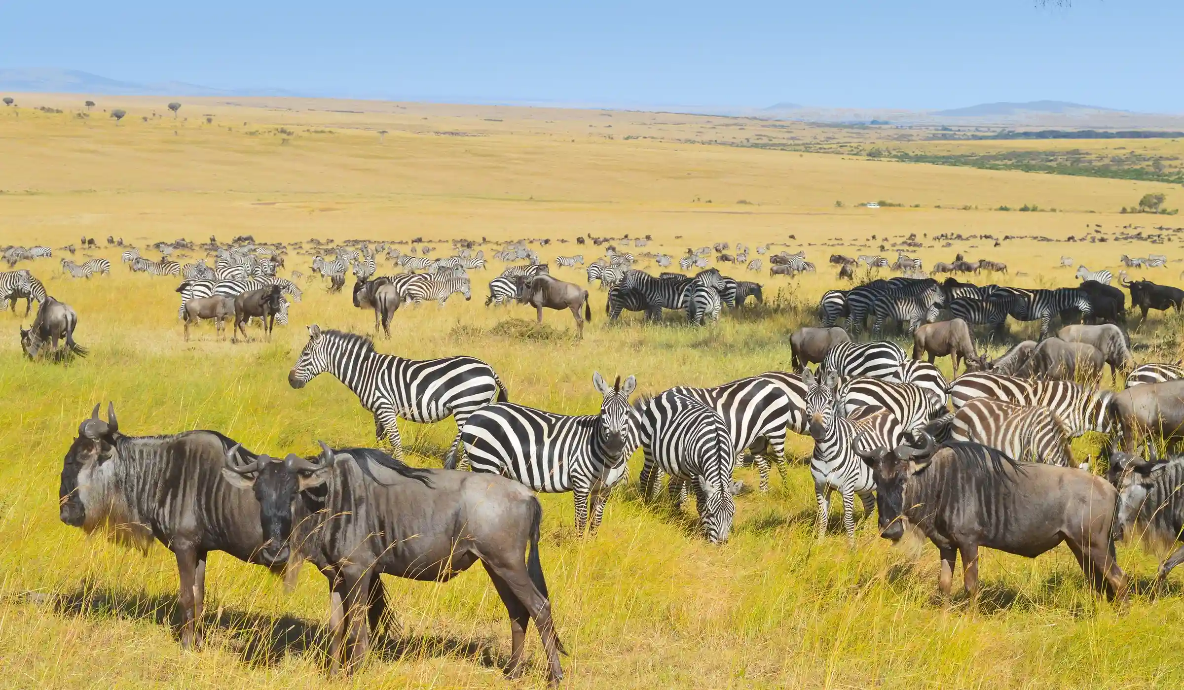 Serengeti Safari — Full Day / Multi‑Day